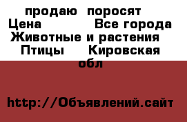 продаю  поросят  › Цена ­ 1 000 - Все города Животные и растения » Птицы   . Кировская обл.